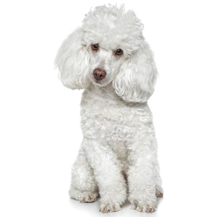 Пудель рисунок на белом фоне