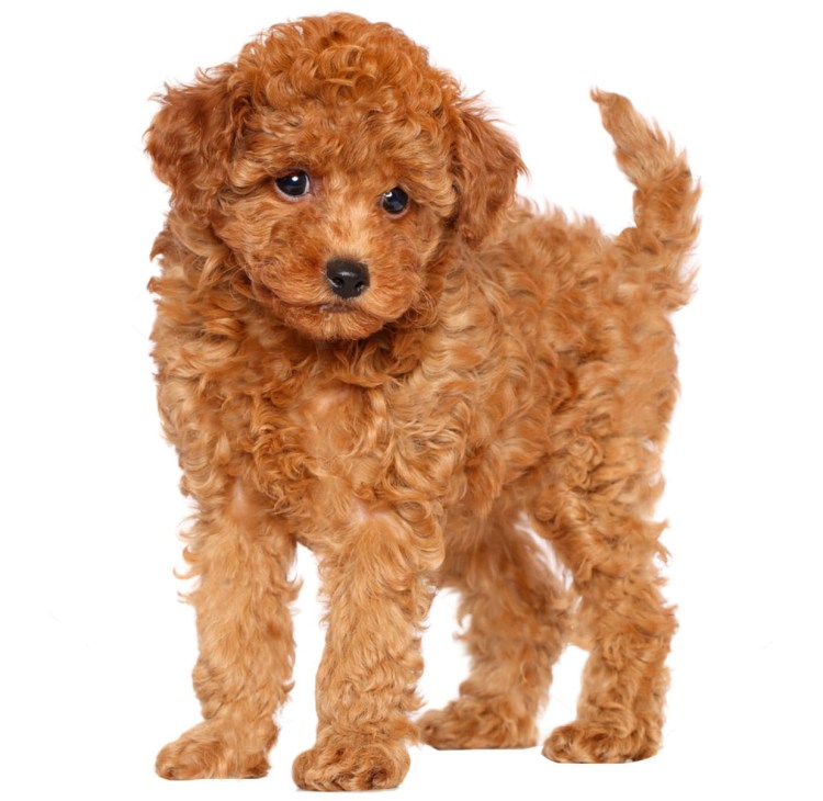 Бишон фризе вектор