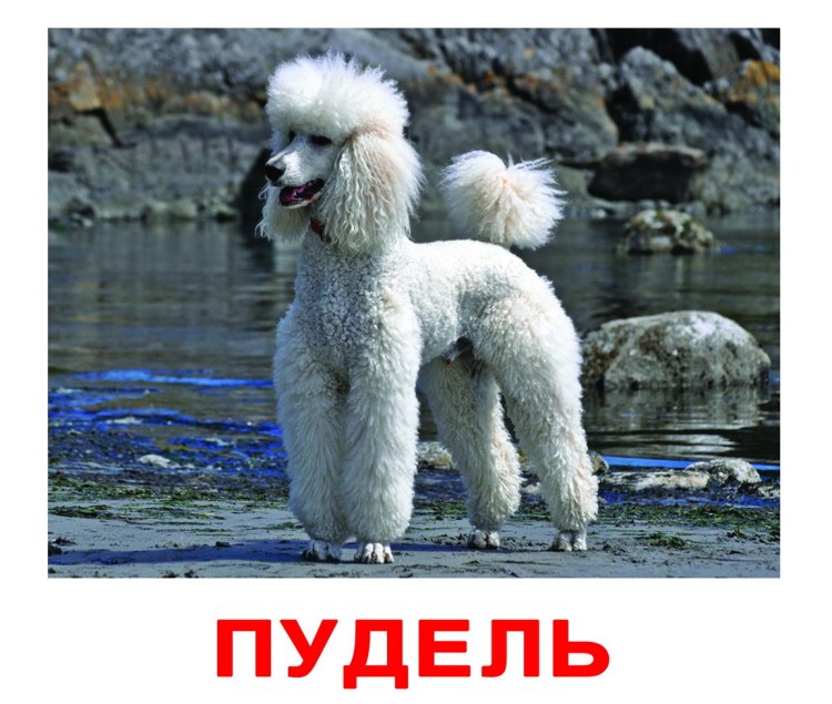 Мультяшные Пудели