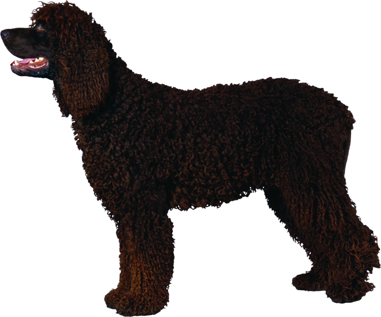 Королевский пудель раскраска