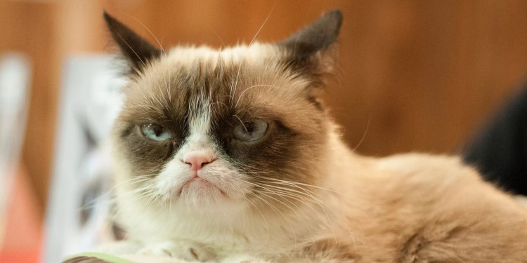 Недовольный кот Grumpy Cat