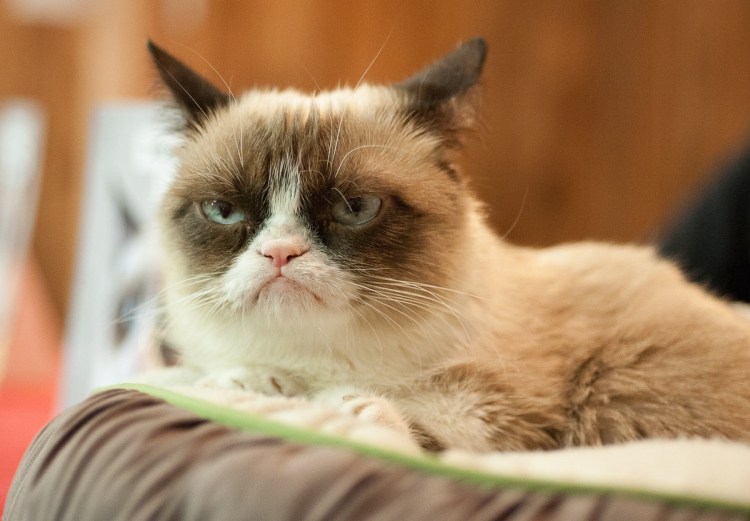 Недовольный кот