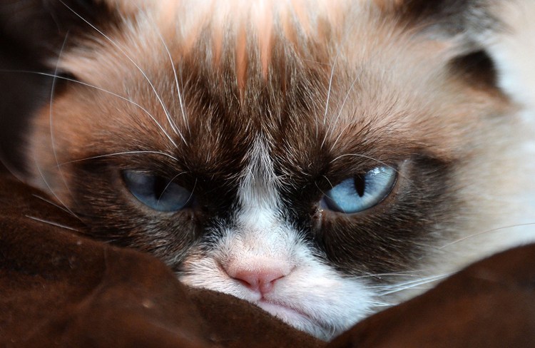 Недовольный кот