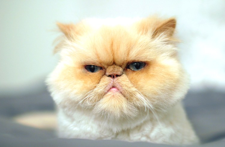 Недовольный кот