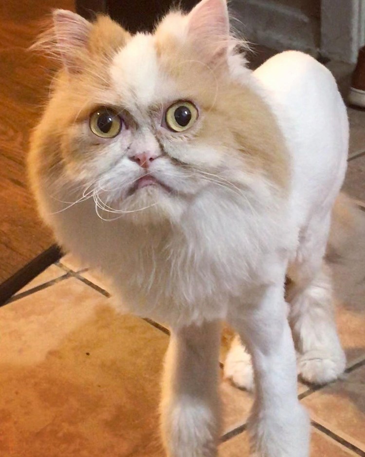 Недовольный кот