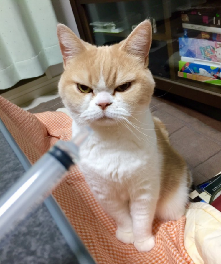 Сердитый кот Коюки