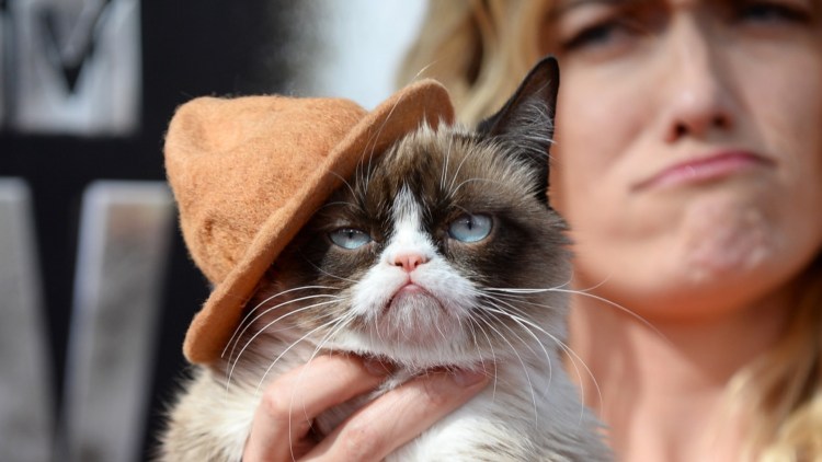 Недовольный кот