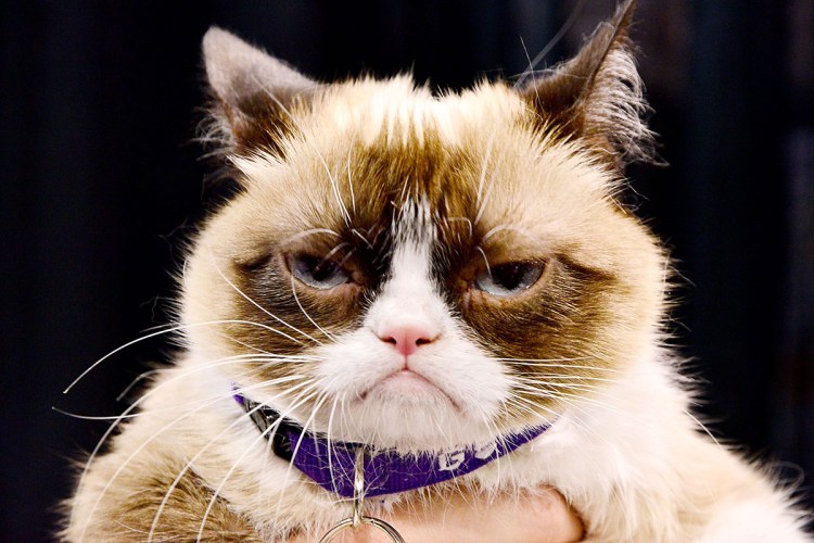 Сердитый кот