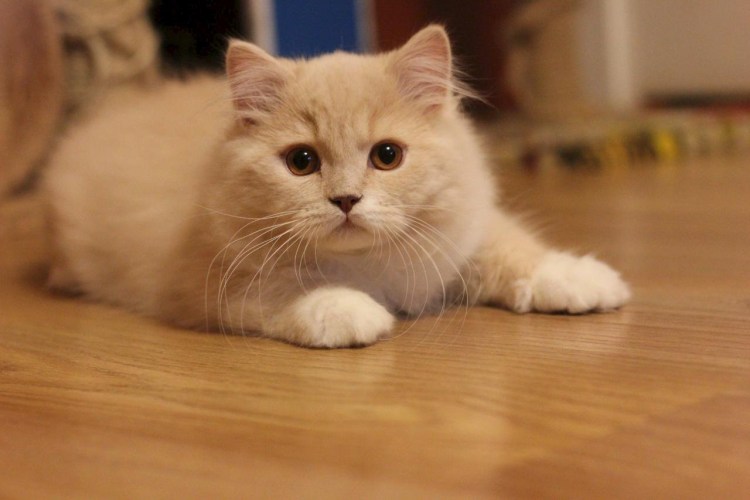 Британский кот