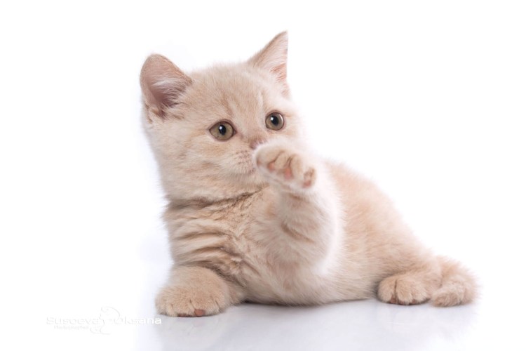 Скоттиш страйт британец кремовый