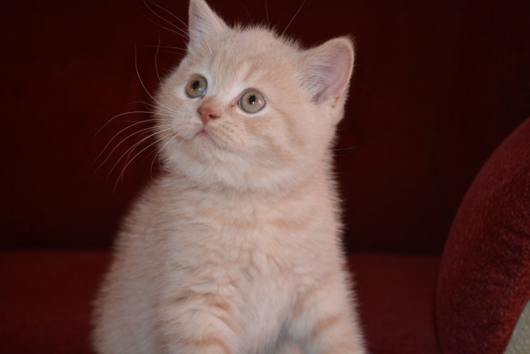 Кремовый британец котенок