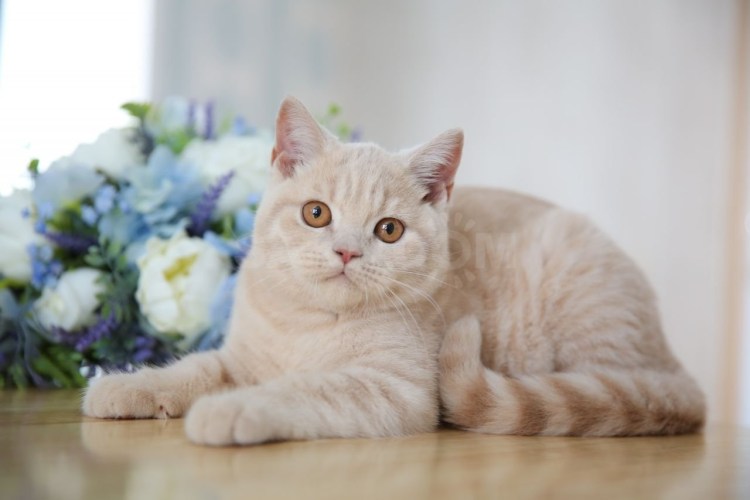 Крепитель "котик Дарси"