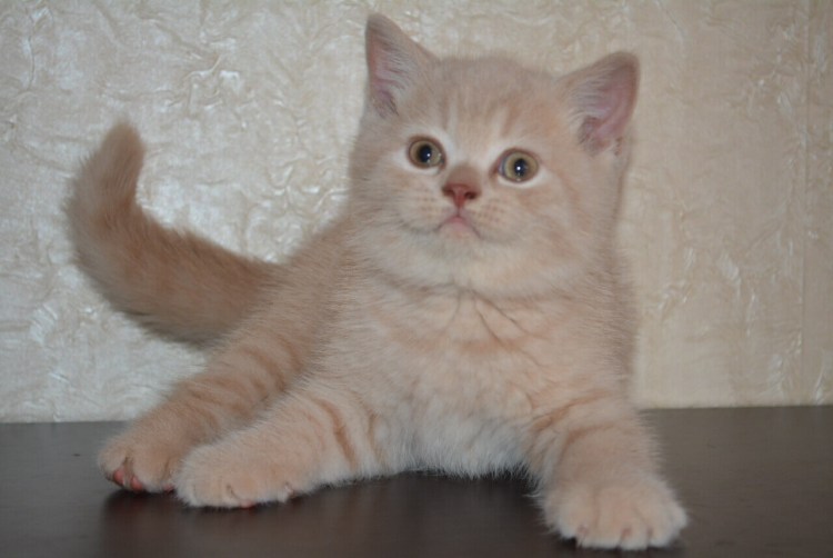 Шотландская прямоухая кошка кремовая