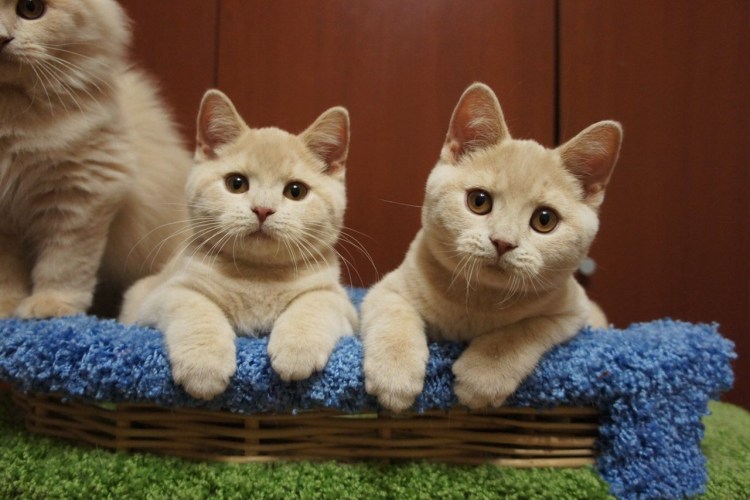 Британский кот