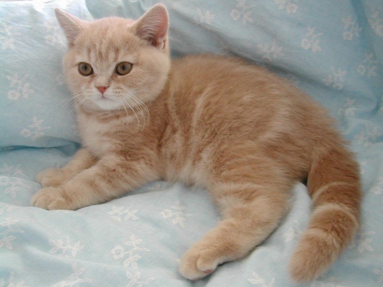 Британский кот прямоухий персиковый