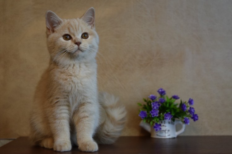 Британский кот табби лиловый британец персиковый