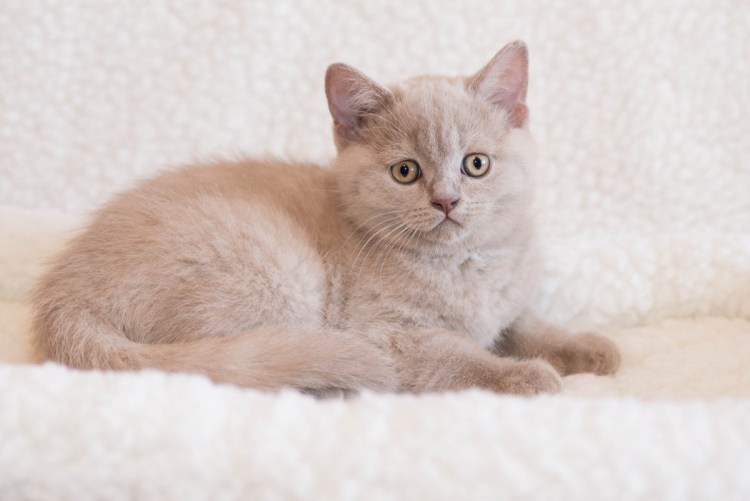 Британский длинношерстный кот персиковый