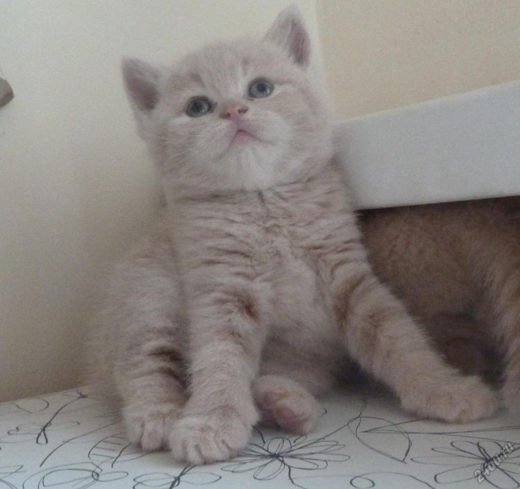 Британская кремовая кошка