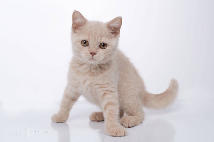 Персиковый британец котенок
