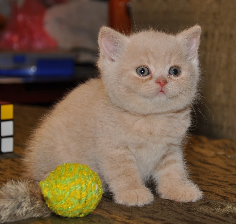 Британский кот кремовый 7 месячный