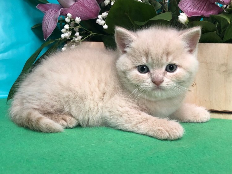 Британский кот прямоухий персиковый
