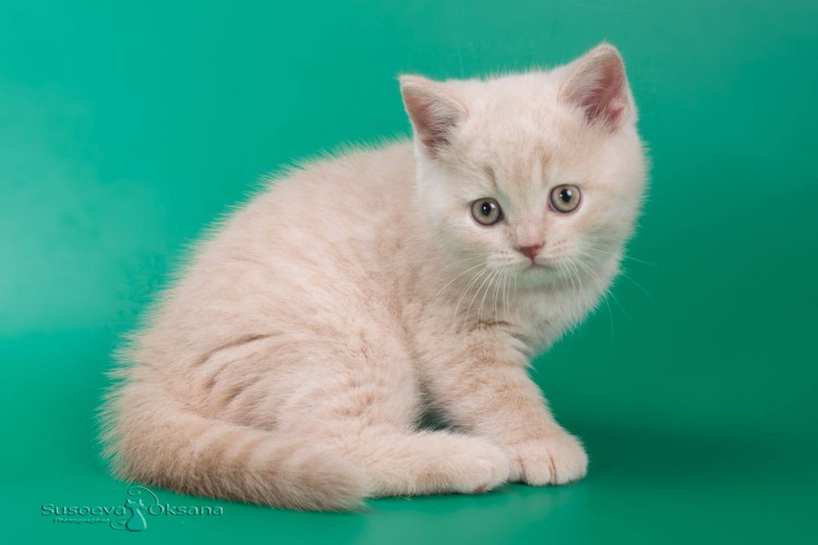 Шотландская прямоухая кошка бежевая