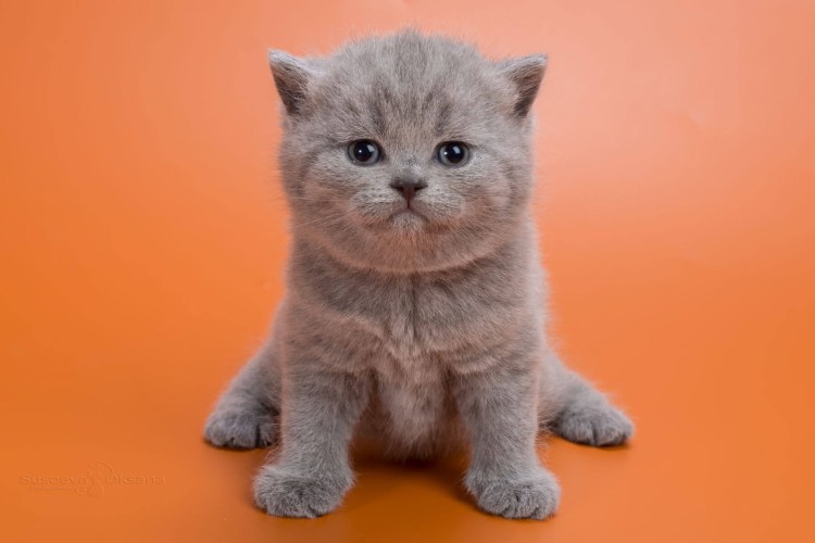 Британец лиловый мраморный