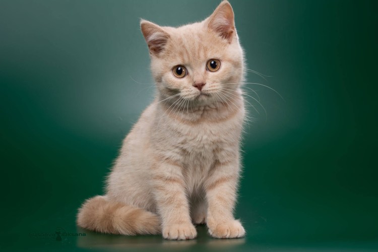 Британские котята персиковые 1 месяц