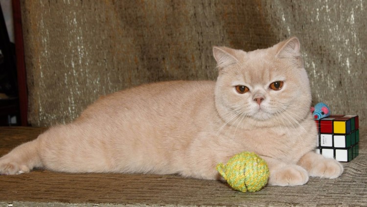 Кот британский Беби фейс