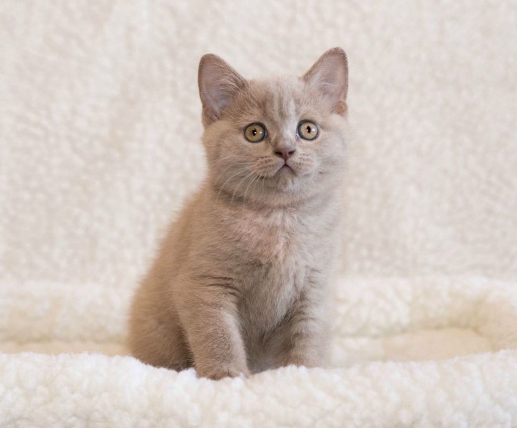 Сибирский гладкошерстный персиковый кот