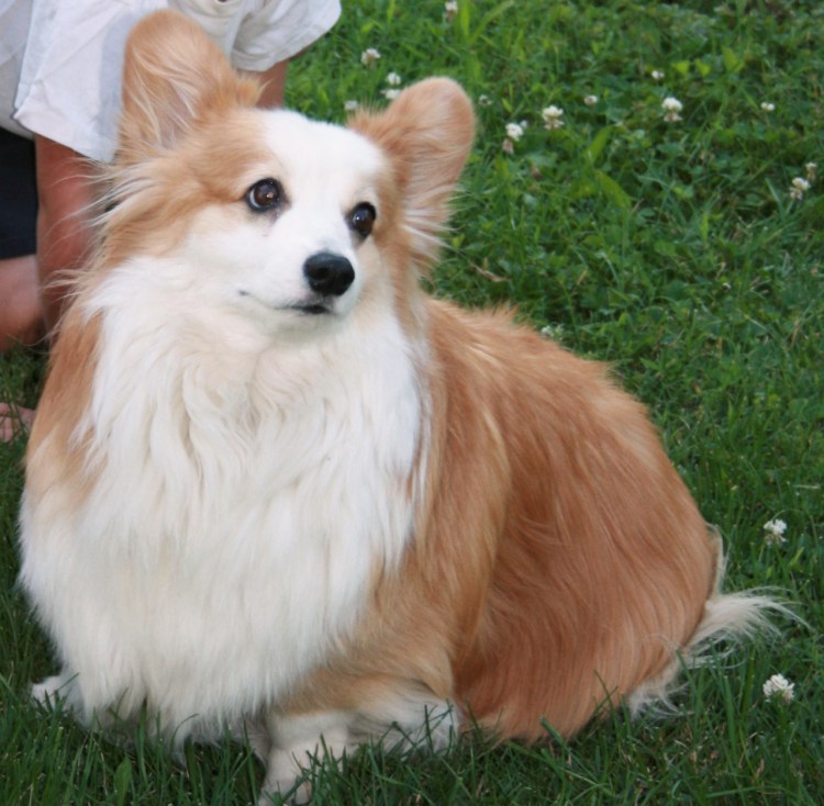 Корги кардиган флаффи