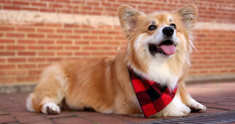 Вельш корги пемброк флаффи