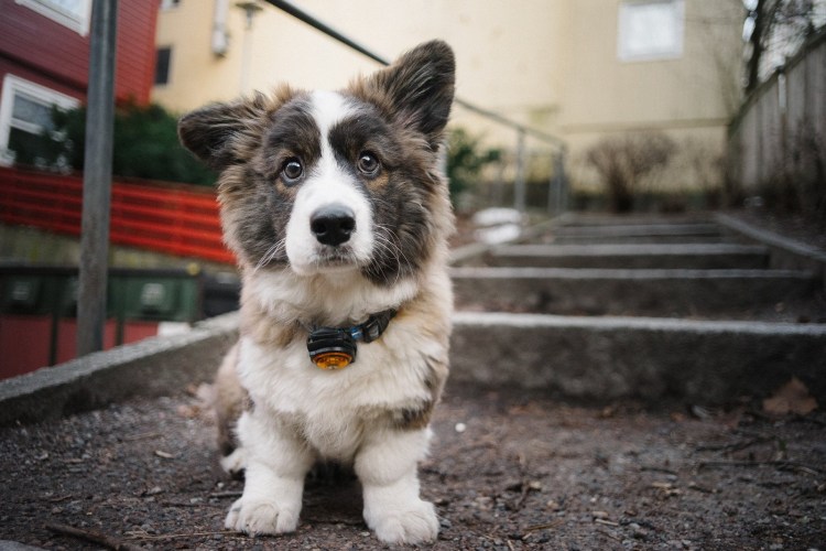 Вельш корги кардиган флаффи