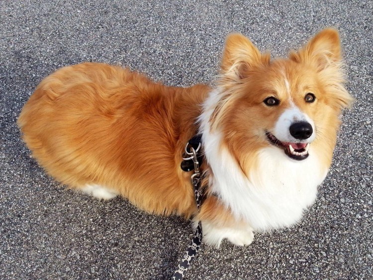 Корги пемброк флаффи