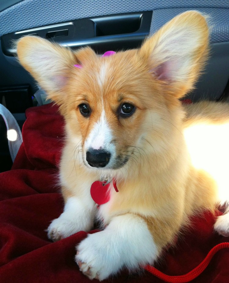 Вельш корги флаффи