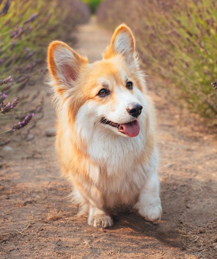 Флаффи порода