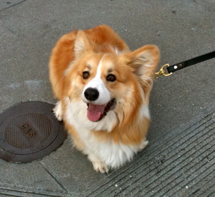 Корги флаффи