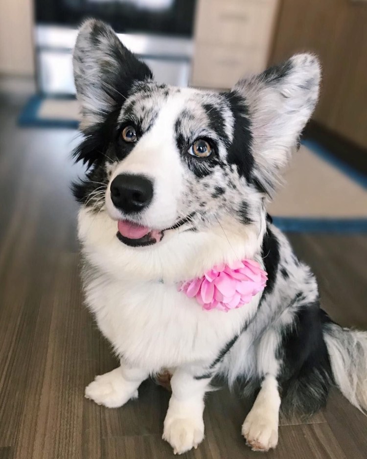 Кеесхонд маленький