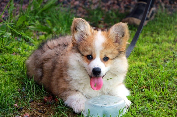 Флаффи Пуппи порода