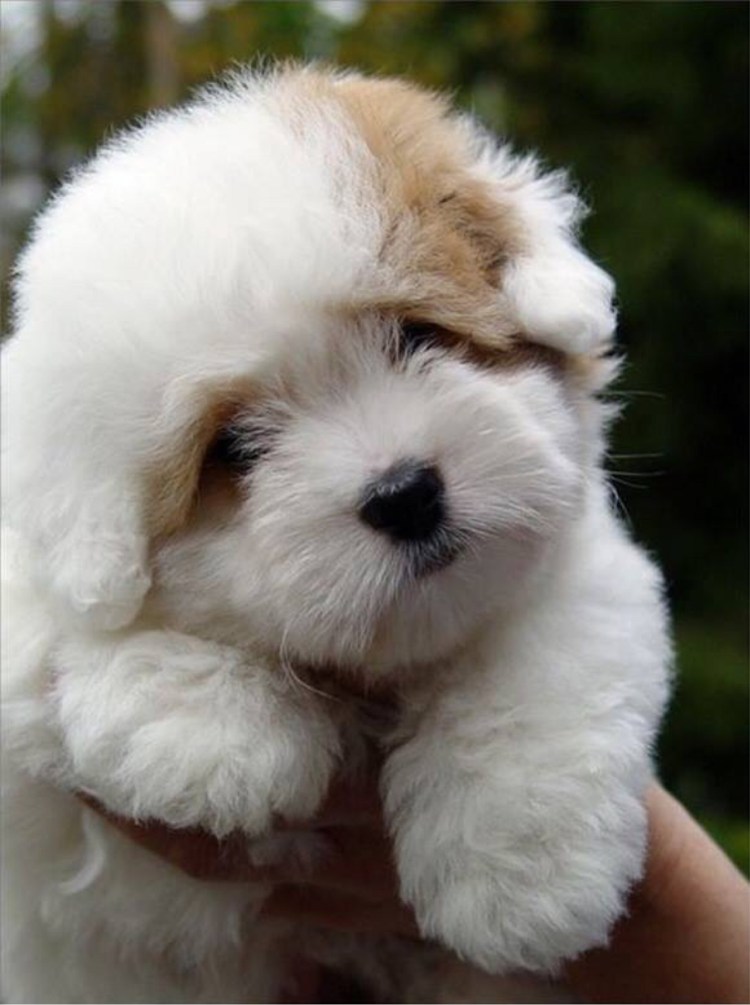 Пушистые собаки