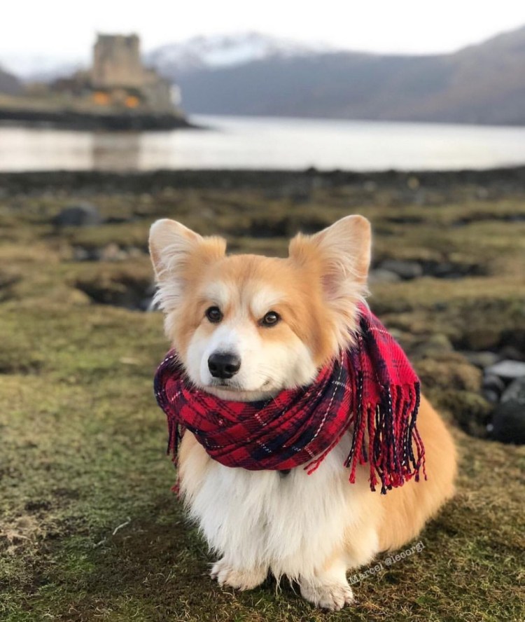 Вельш корги пемброк флаффи