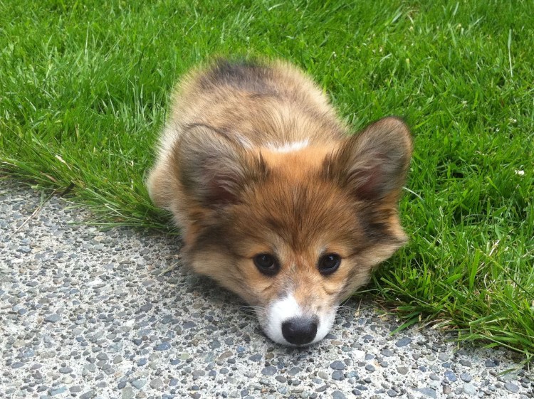 Вельш корги пемброк длинношерстные