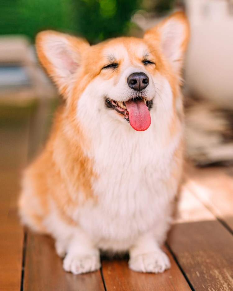 Вельш корги пемброк флаффи