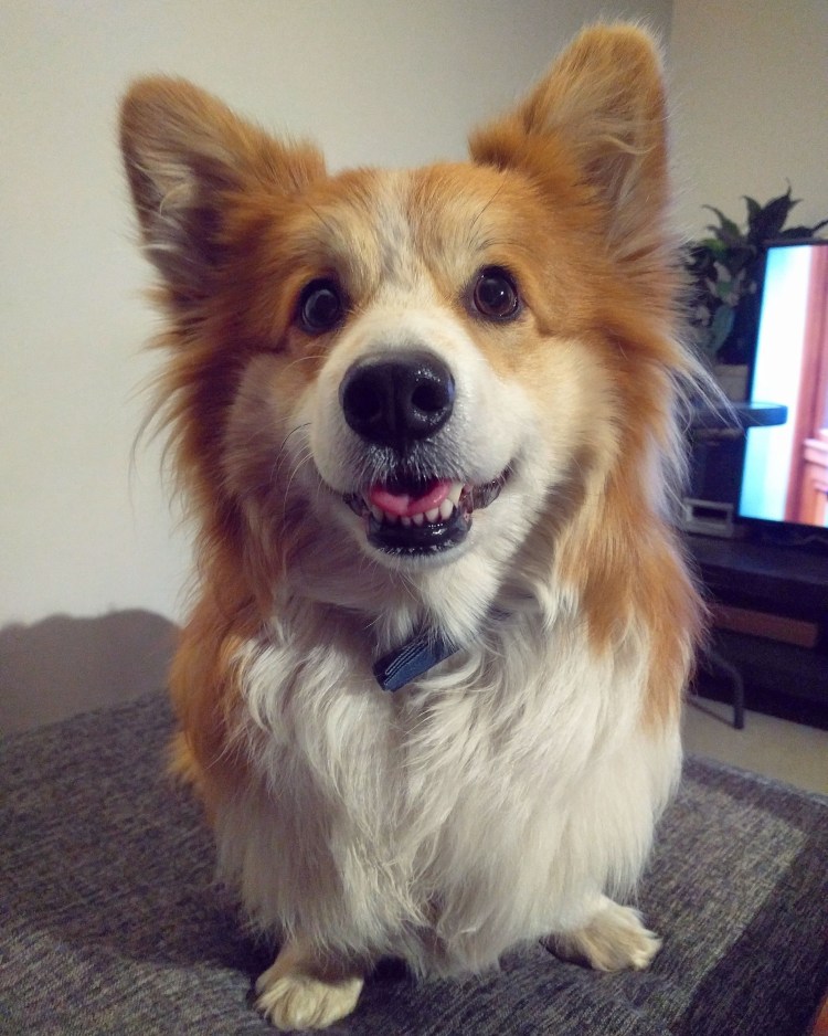 Вельш корги пемброк