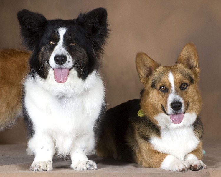 Корги Мерль флаффи