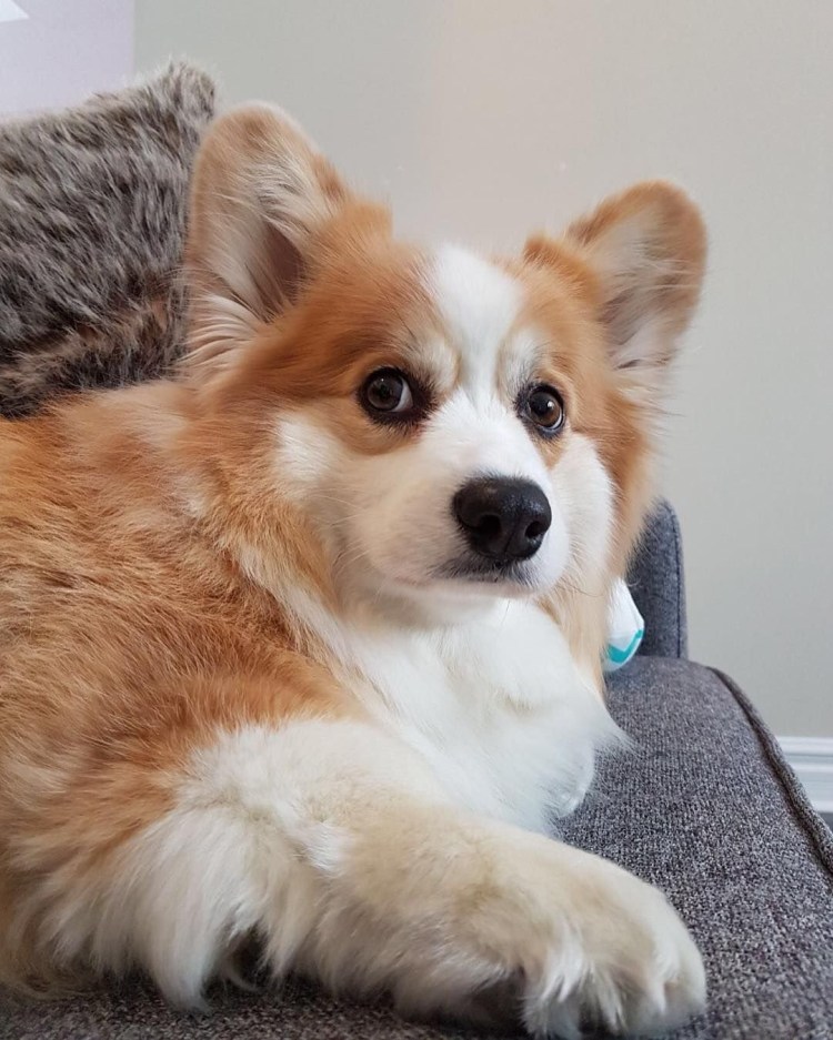 Корги флаффи 1 месяц