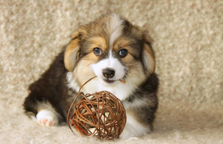 Флаффи Пуппи порода