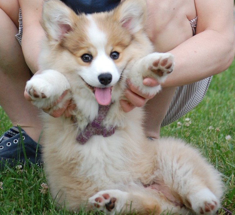 Вельш корги пемброк флаффи