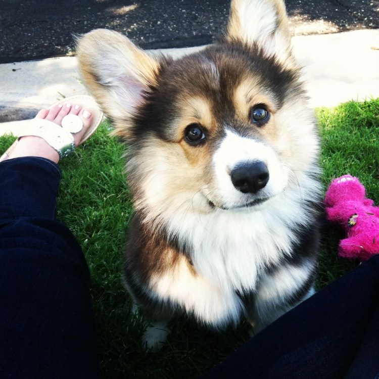 Корги пемброк флаффи