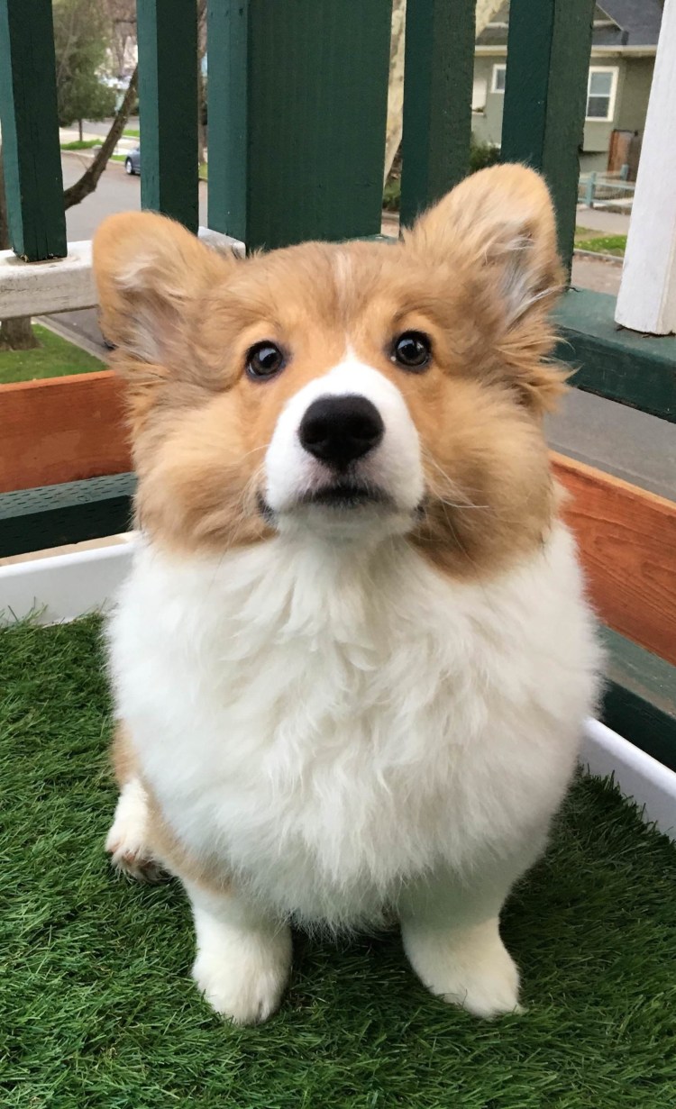 Длинношерстный французский бульдог флаффи